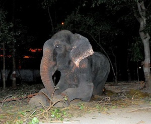 The-Rescue-of-Raja-the-Elephant-0007